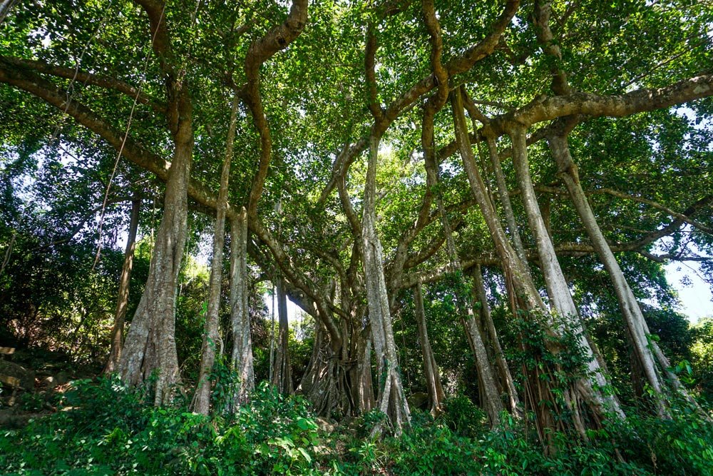 Trekking Da Nang Son Tra Peninsula 1 Day